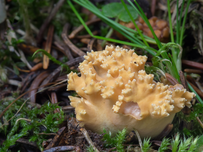 Ramaria testaceoflava